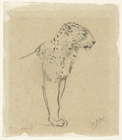 Studie af en stående leopard af John Macallan Swan