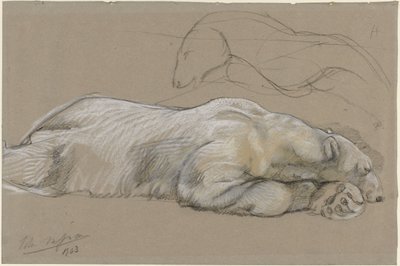 Studier af en liggende isbjørn af John Macallan Swan