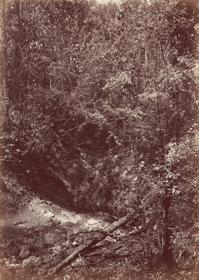 Darien-ekspeditionen, 1871 (foto) af John Moran