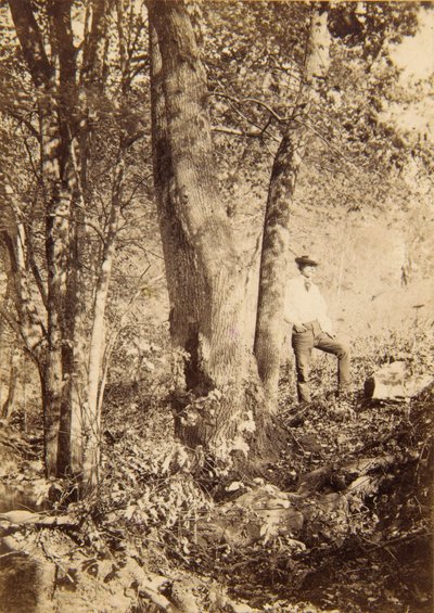 Tacony Creek, Magnolia Poplar af John Moran