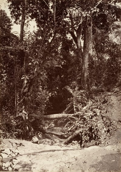 Tropisk landskab, The Brook El Bano, Chipigana, 1871. af John Moran