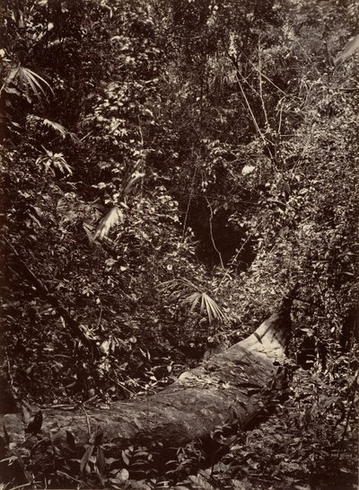 Tropisk landskab, Tropisk skov, 1871. af John Moran