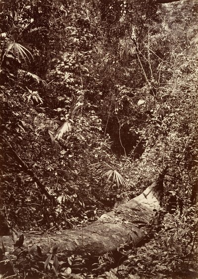 Tropisk landskab, Tropisk skov, 1871. af John Moran