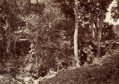 Tropisk landskab, udsigt nær Chipigana, 1871. af John Moran
