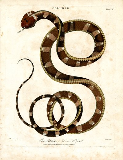 Afrikansk hugorm (Coluber) af John Pass