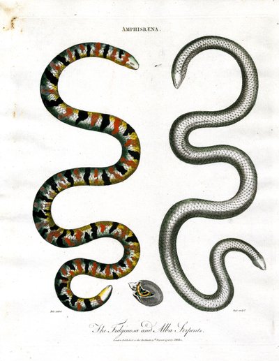 Amphisbaena: Fuliginosa- og Alba-slangerne af John Pass