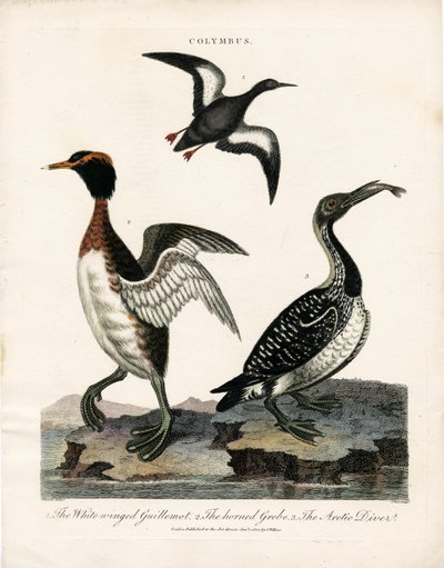 Arktiske havfugle af Colymbus-slægten af John Pass