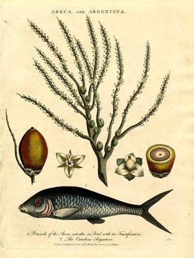 Areca-palme og Carolina Argentina af John Pass