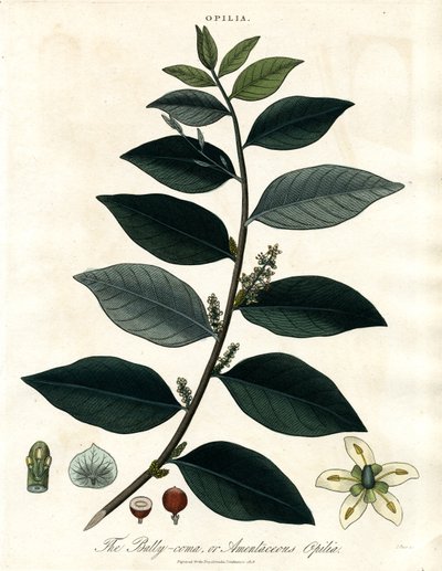 Bally-comb eller Amentaceous Opilia af John Pass