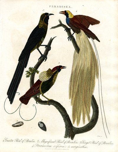 Paradisfugle (Paradisea) af John Pass