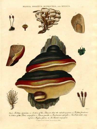 Blasia;Boletus;Buxbaumia;og Byssus af John Pass