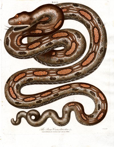 Boa-snylteorm af John Pass