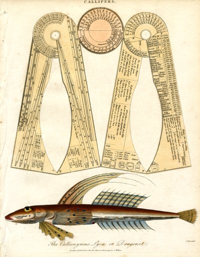 Kallider og dragefisk af John Pass