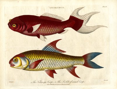 Karpearter (Cyprinus) af John Pass