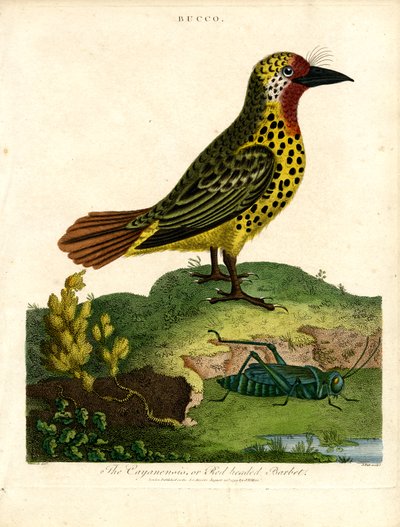 Cayenne Barbet (Bucco) af John Pass