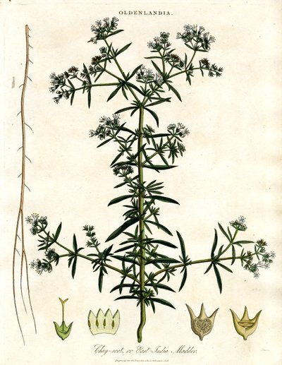 Chay-rod eller østindisk krappurt af John Pass