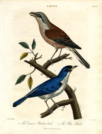 Almindelig slagterfugl og blå tornskade af John Pass