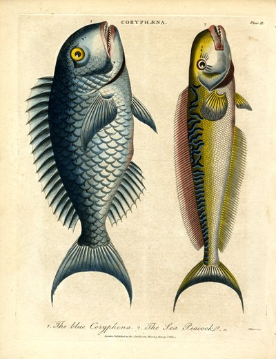 Coryphæna - Delfiner af John Pass