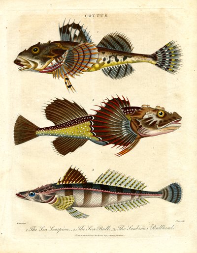 Cottus - Skulpiner og havskorpioner af John Pass