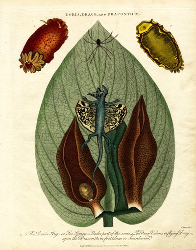 Doris;Draco;og Dracontium af John Pass