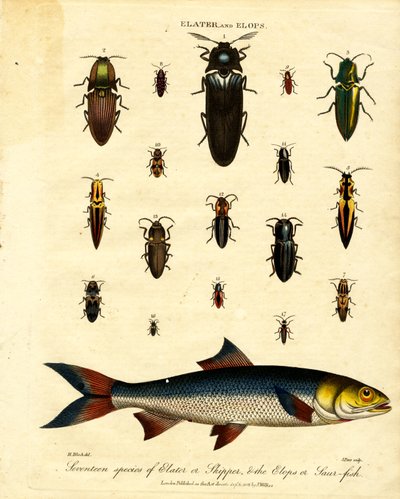 Elater og Elops: Sytten arter af Elater eller Skipper;  Elops eller Saur-fisk af John Pass