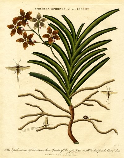 Epidendrum;Ephemera;og Erodius af John Pass