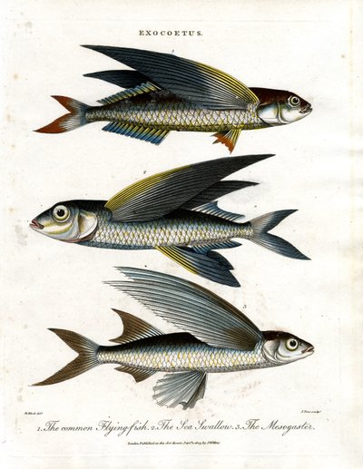 Exocoetus: Flyvende fisk af John Pass