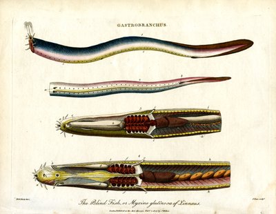 Gastrobranchus - Den blinde fisk eller hornfisken af John Pass
