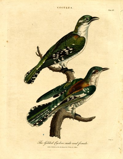 Forgyldt gøg han og hun af John Pass