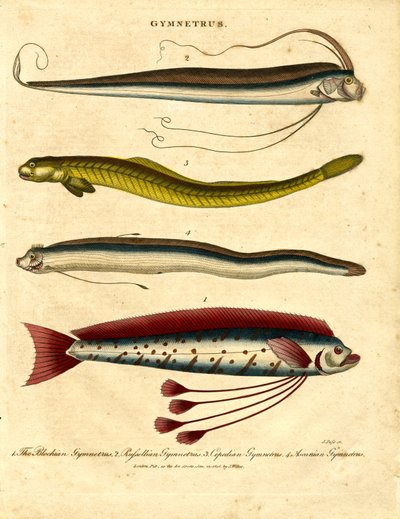 Gymnetrus - båndfisk af John Pass