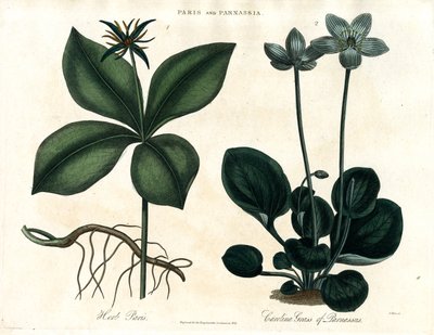 Herb Paris og Grass of Parnassus af John Pass