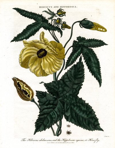 Hibiscus og Hippobosca af John Pass