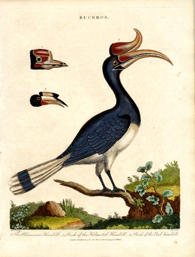 Næsehornsfuglearter med detaljer om regningen af John Pass