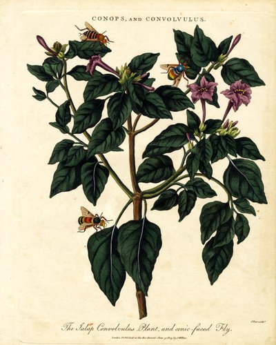 Jalap Convolvulus-planten og den kegleformede flue af John Pass