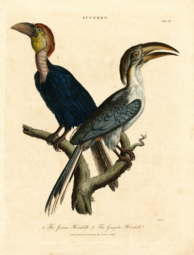 Javan-hornfugl og Gingala-hornfugl (Buceros) af John Pass