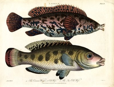 Labrus: Almindelig leppefisk og havleppefisk af John Pass