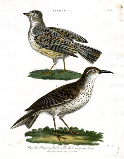 Lærkearter - sanglærke og afrikansk lærke af John Pass