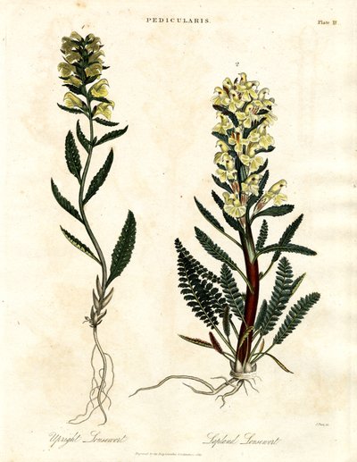 Luseurt-arter af John Pass