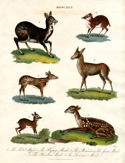 Moschus: Forskellige arter af moskushjorte af John Pass