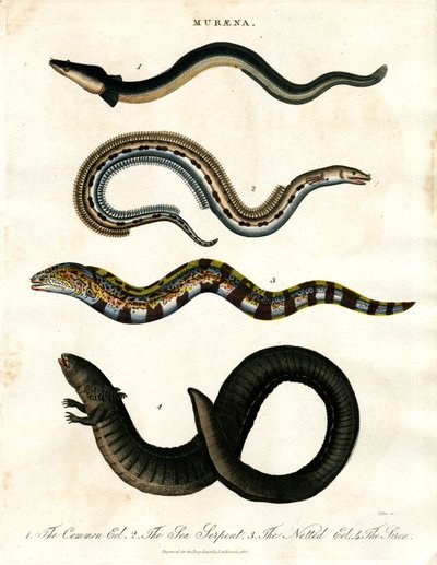 Muraena af John Pass