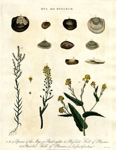 Mya og Myagrum af John Pass