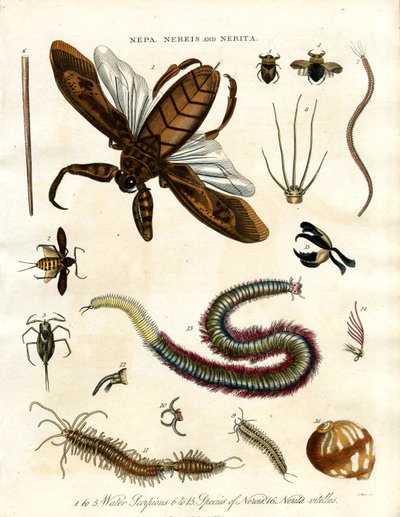 Nepa;Nereis og Nerita - vandskorpioner og havdyr af John Pass