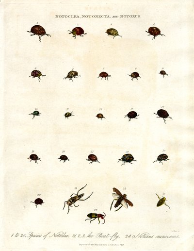 Notoclea;Notonecta;og Notoxus-biller af John Pass