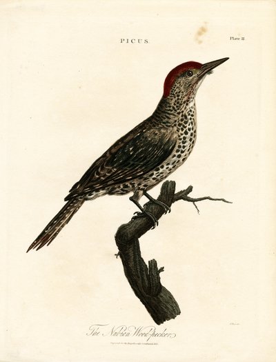 Nubisk spætte (Picus) af John Pass