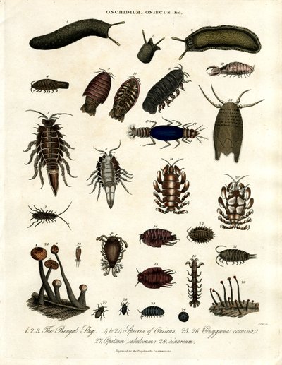 Onchidium;Oniscus og andre leddyr af John Pass