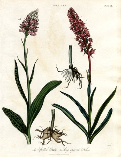 Orkideer: Plettet og langsporet gøgeurt af John Pass