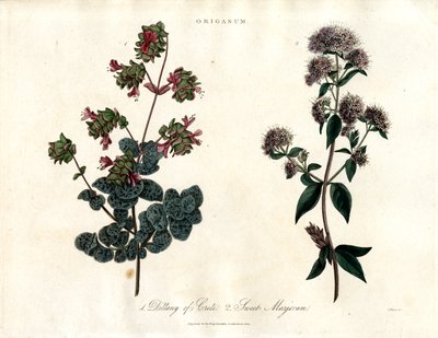 Origanum-arter: Dittany af Kreta og sød merian af John Pass