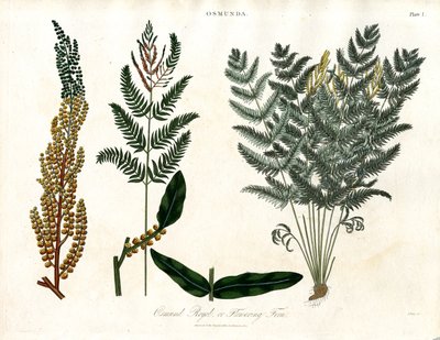 Osmunda af John Pass