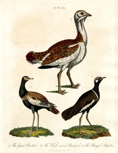 Otis: Skildring af forskellige trappearter af John Pass