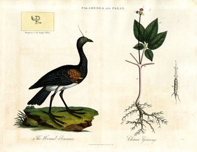 Palamedea og Panax - Horned Screamer og kinesisk ginseng af John Pass